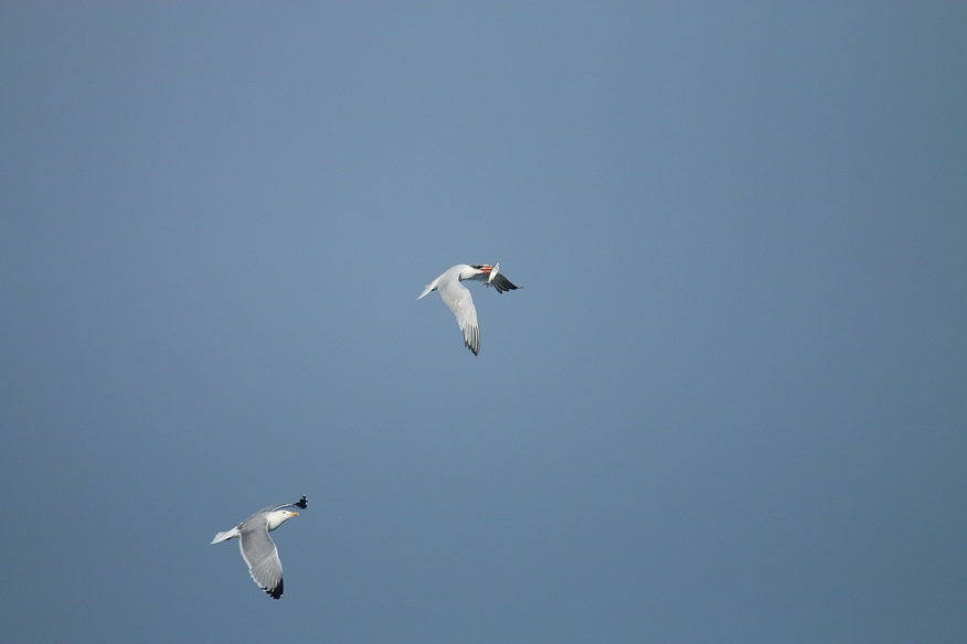 gabbiano reale mobba sterna maggiore con preda